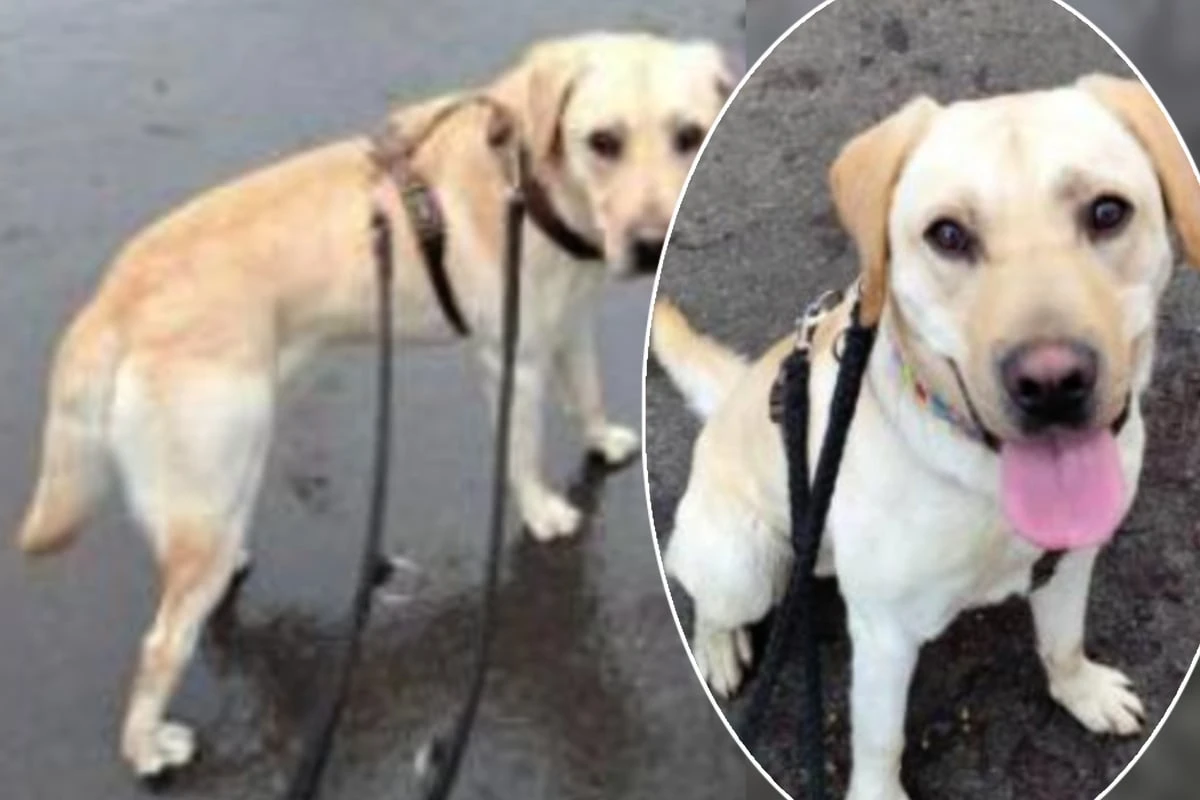 Nach Sicherstellung: Junger Labrador hofft auf seine zweite Chance
