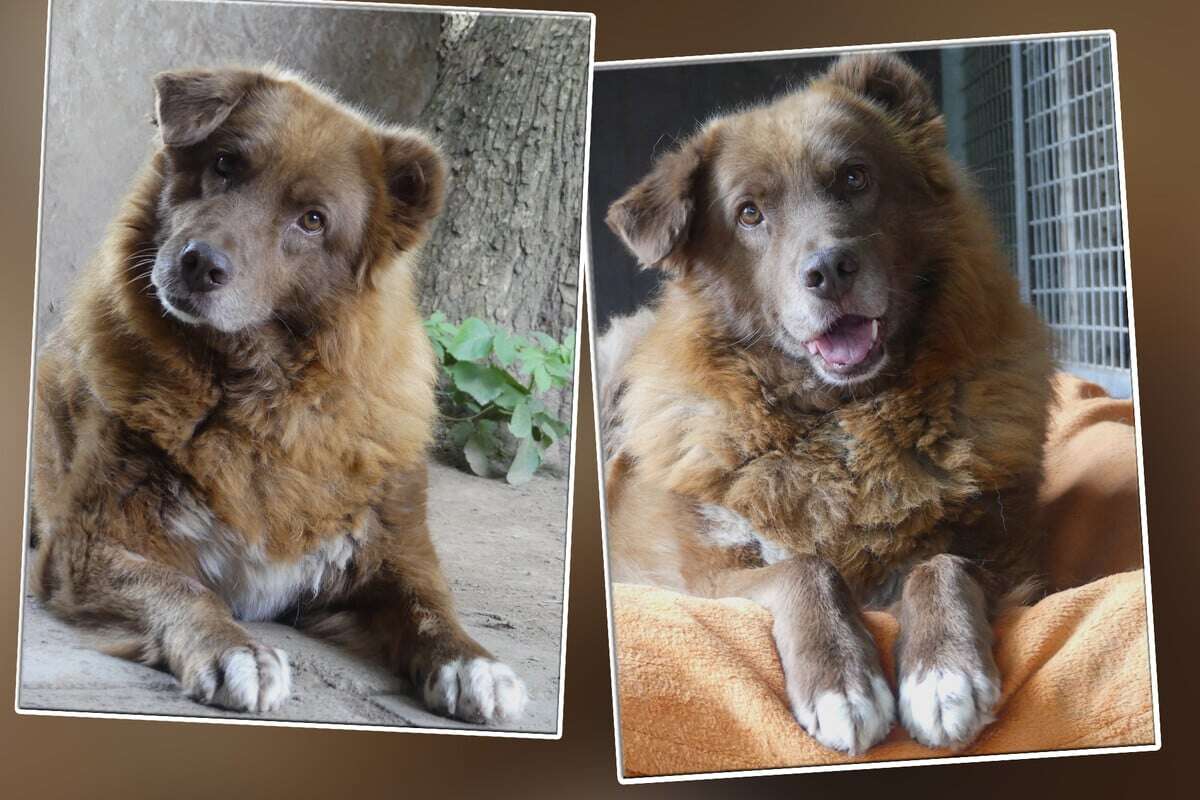 Hunde-Oma stellt Tierheim vor Rätsel: Woher kommt Elsys kuriose Angst?