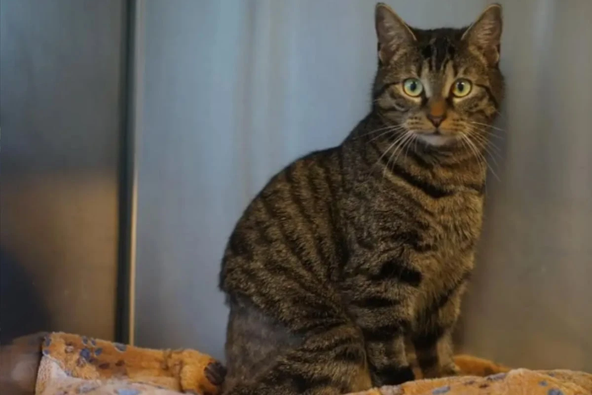 Soraya hat mehrere OPs hinter sich: Wer schenkt der Kämpfer-Katze ein Zuhause?