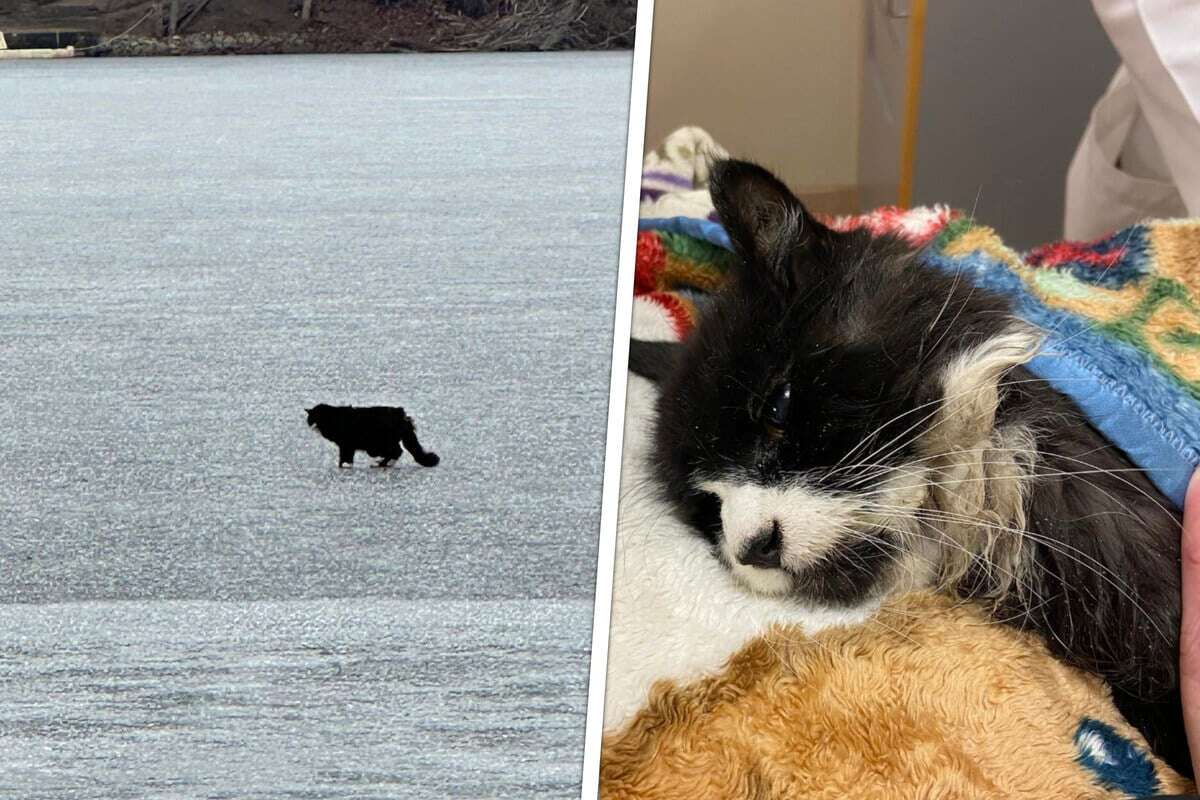 Blinder Kater versinkt im eisigen Wasser: Rettung in letzter Sekunde!