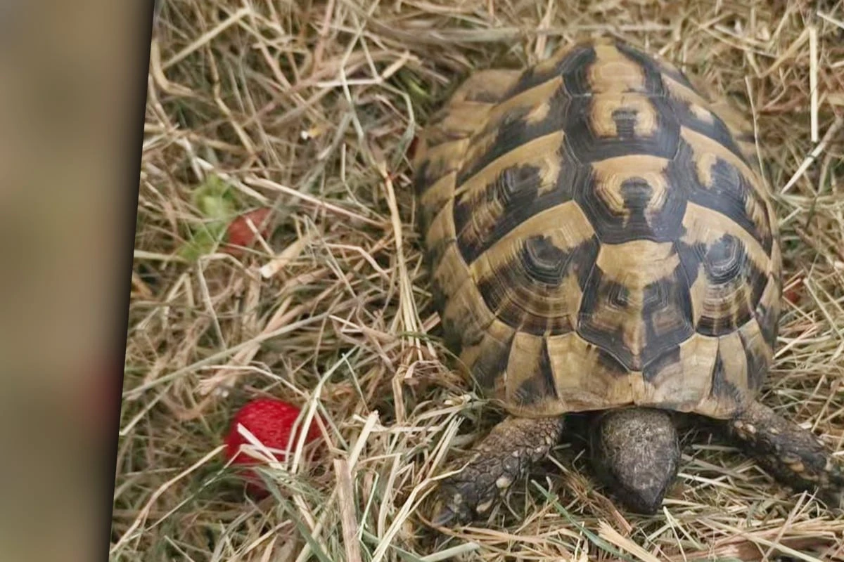 Wochenlange Suche in Sachsen vorbei: Geklauter Fridolin wieder in seinem Gehege