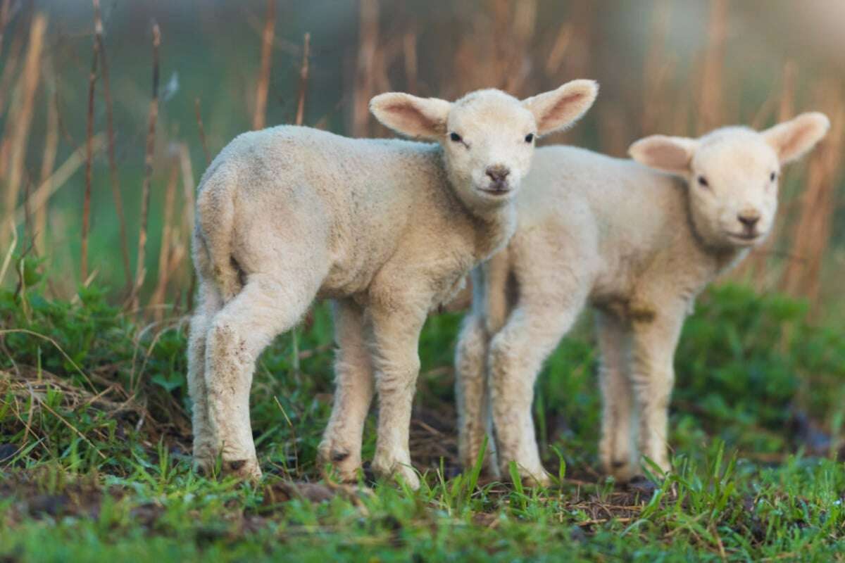 Verwahrloste Schafherde in Magdeburg wieder fit: Jeden Tag werden Lämmchen geboren