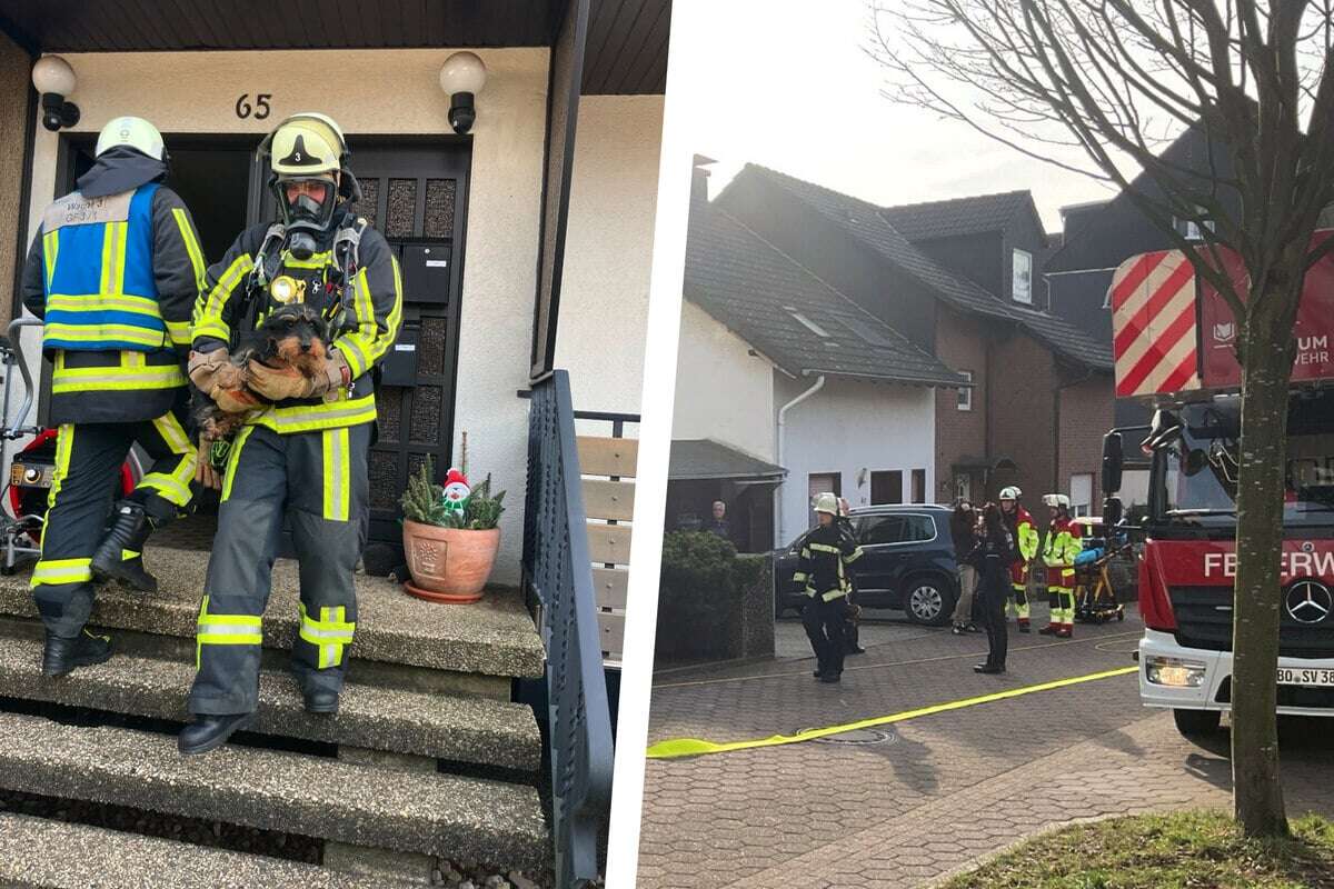 Angebranntes Essen! Zwei Dackel in verrauchter Wohnung