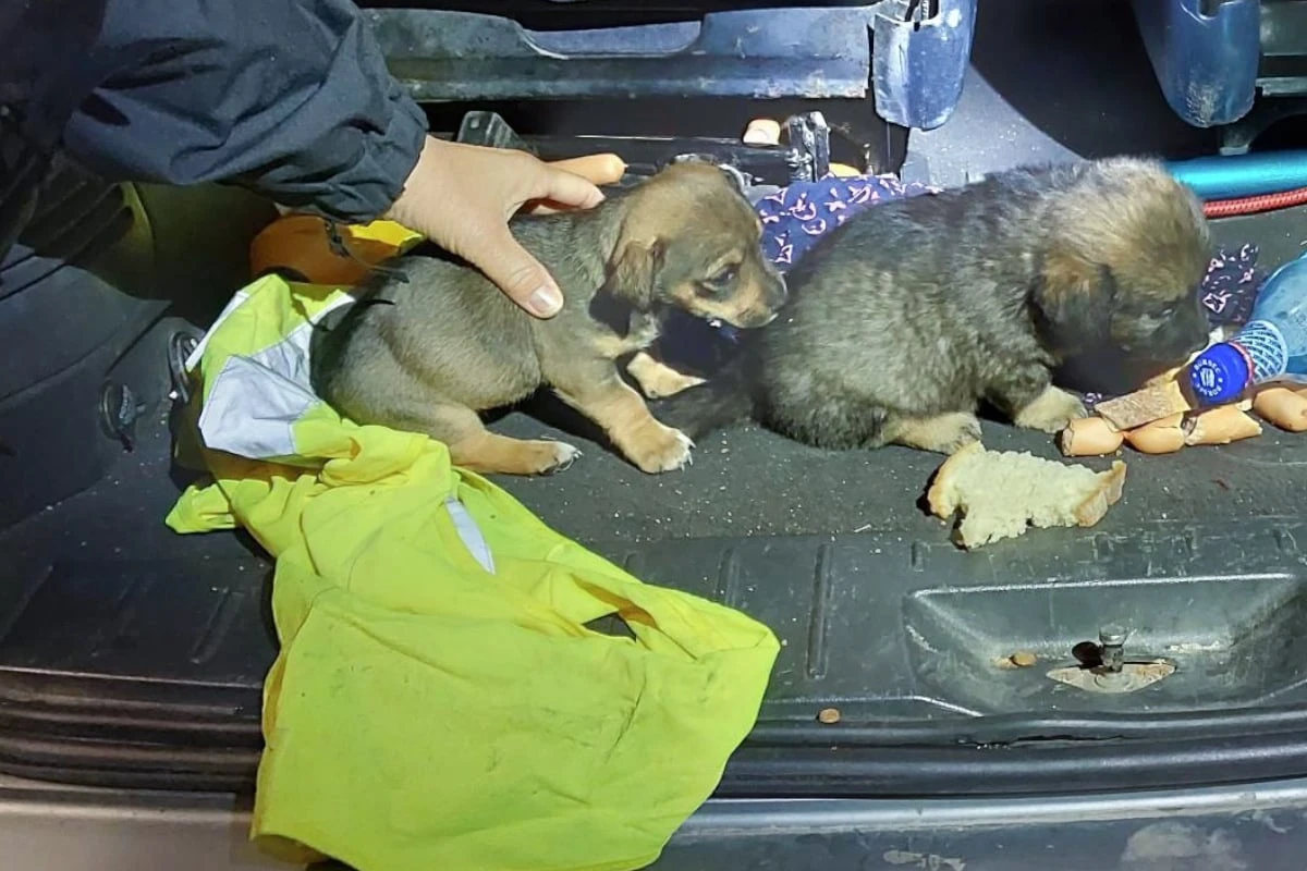 Hundewelpen mit Abfall gefüttert und in Kofferraum gepfercht