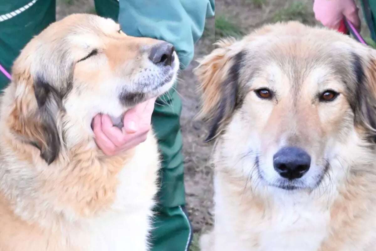 Hunde-Schwestern verloren ihr Paradies: Wartet noch das Glück auf sie?