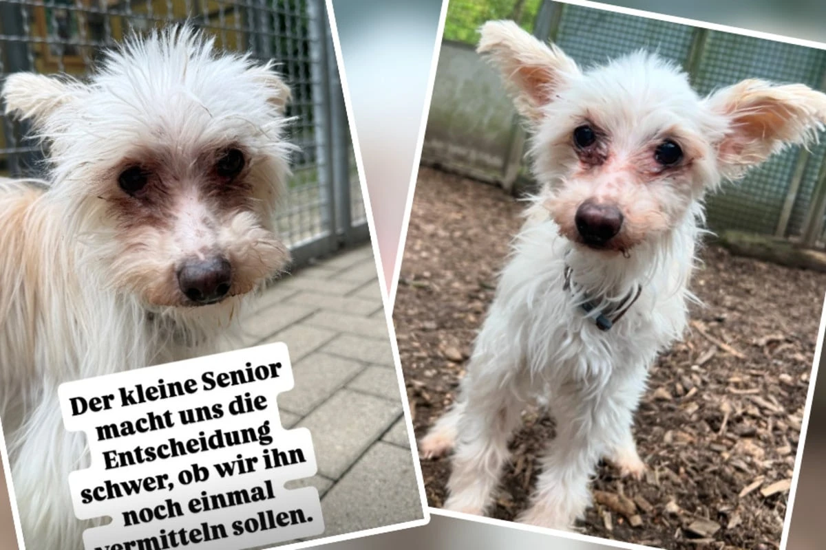 Augenentzündung, Po-Problem: Tierheim steckt bei Hund Alfie in emotionaler Zwickmühle