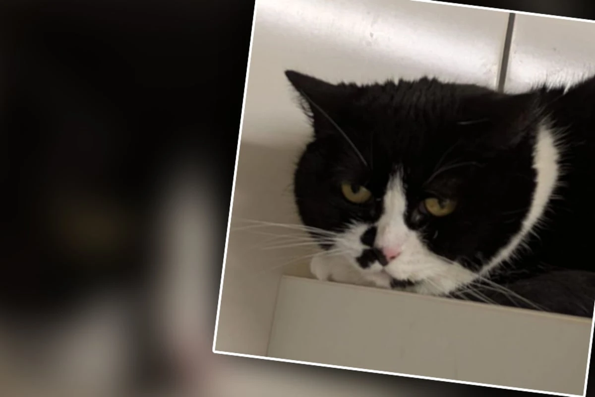 Katze bricht Tierrettern das Herz: 