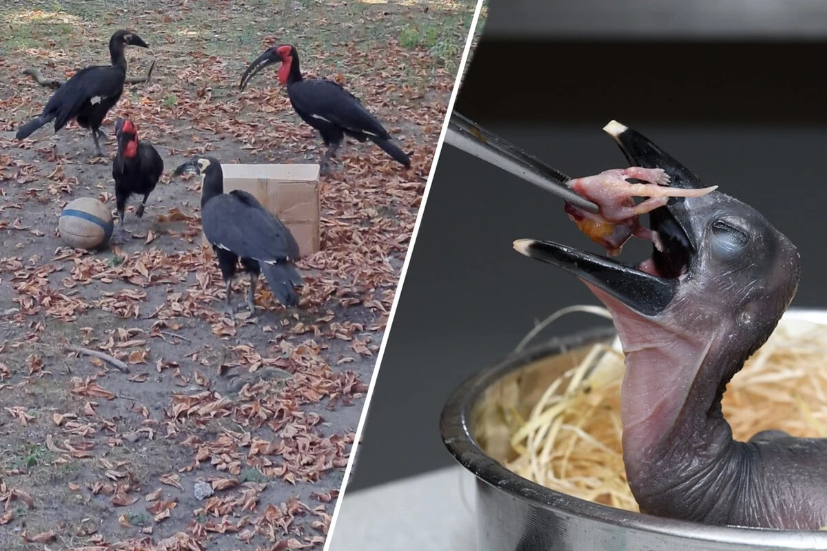 Vier neue Stars im Kölner Zoo: Seltene Art feiert Küken-Nachwuchs