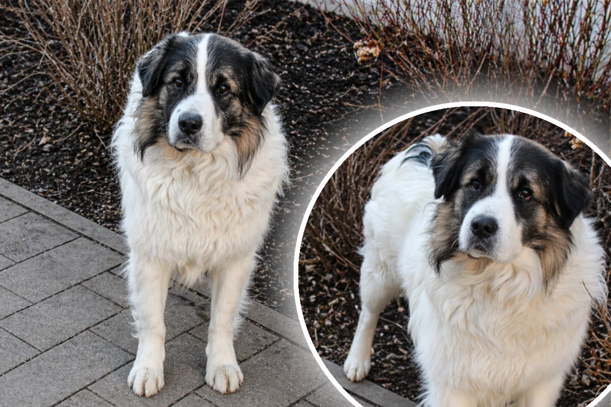 Bäriger Hund hofft auf Happy End: Wer gibt Rudi eine Chance?