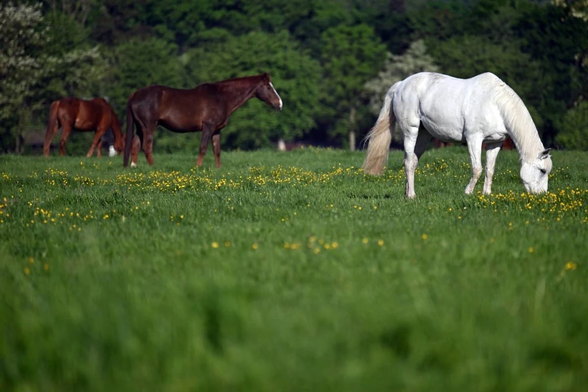 Tierquälerei aufgedeckt: Mann bei Sex mit Pferd gefilmt