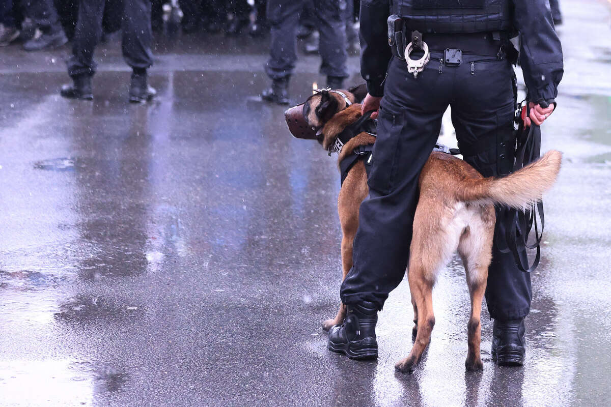 Polizeieinsatz in Kölner Brennpunkt: Super-Spürnase erschnüffelt Dieb in U-Bahn-Schacht