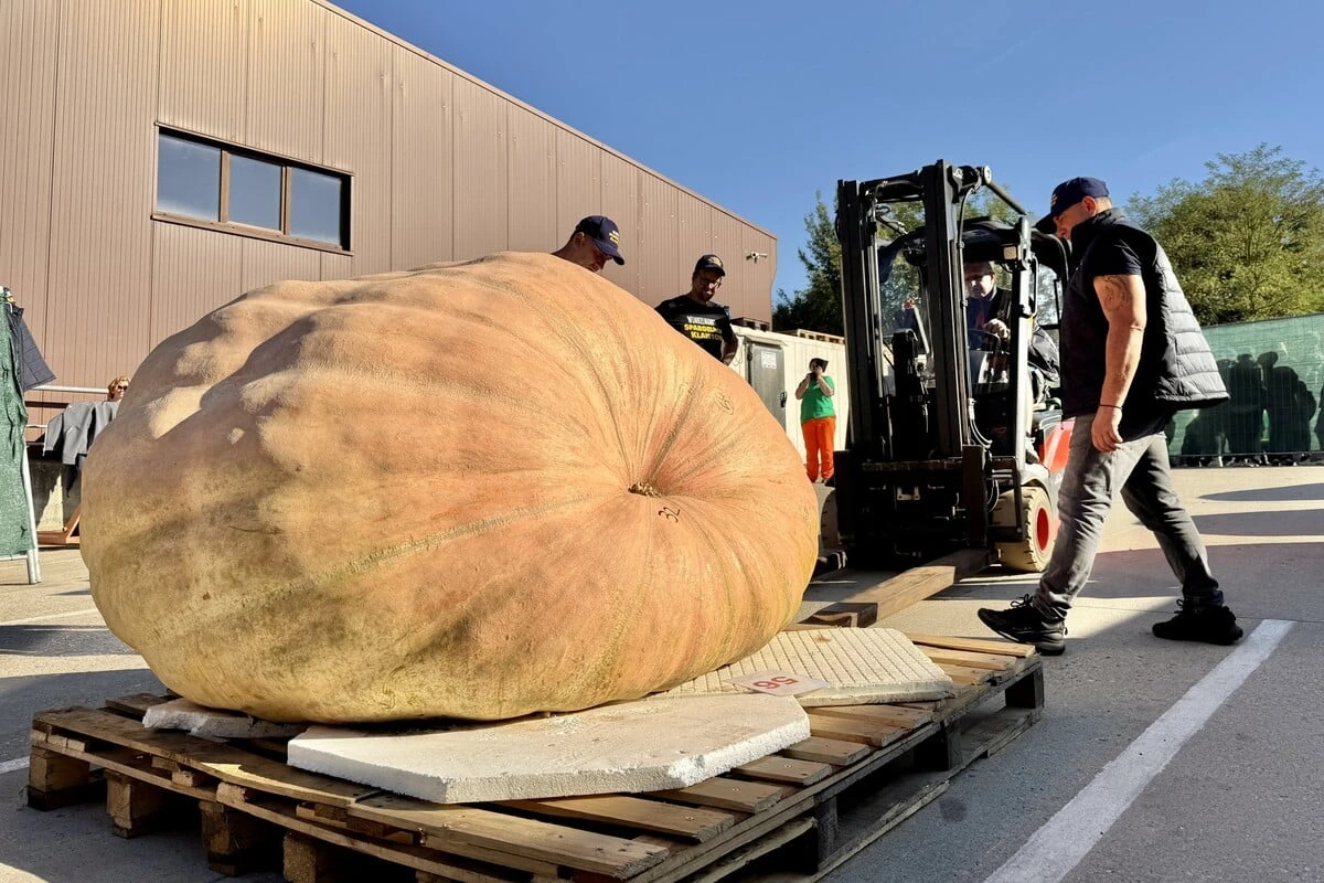 Premiere bei Kürbis-Meisterschaft: 1000-Kilo-Marke geknackt