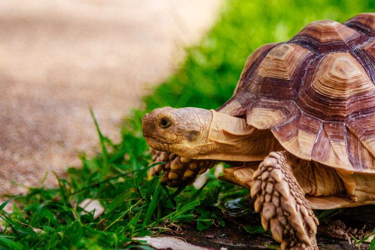 Warum neigen die Panzer von Schildkröten zur Höckerbildung?