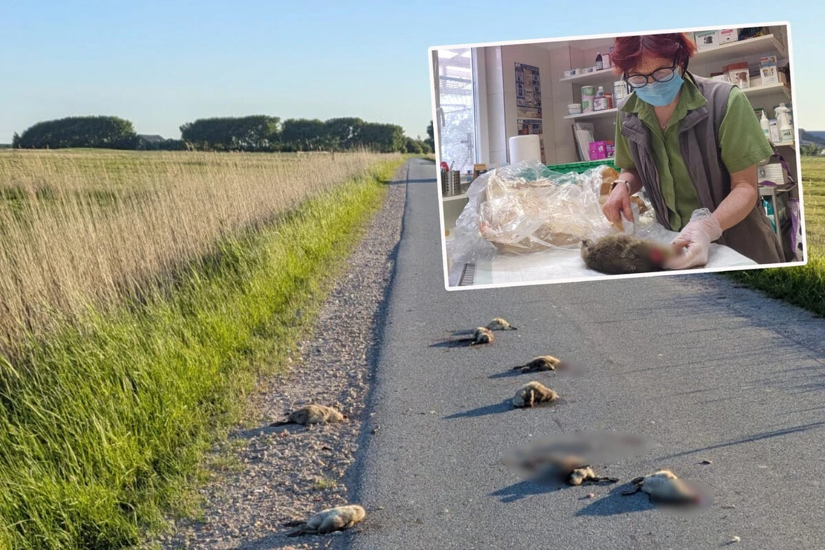 Tierärztin sicher: Küken von Mensch brutal geköpft