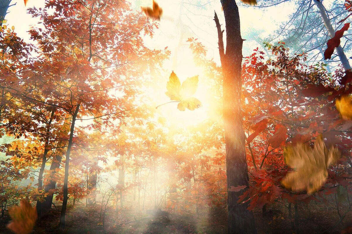 Horoskop heute: Tageshoroskop kostenlos für den 12.11.2025