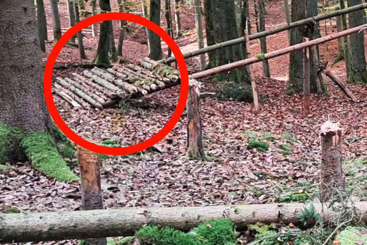 Seltsames Fichten-Konstrukt im Wald stellt Polizei vor Rätsel