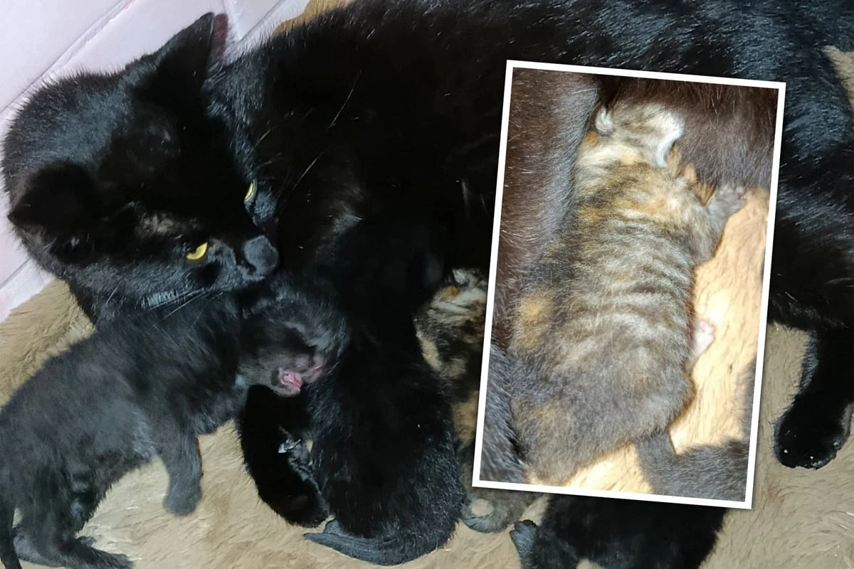 Sie wurde neben ihrer toten Mutter gefunden: Wohin mit all den Katzen?