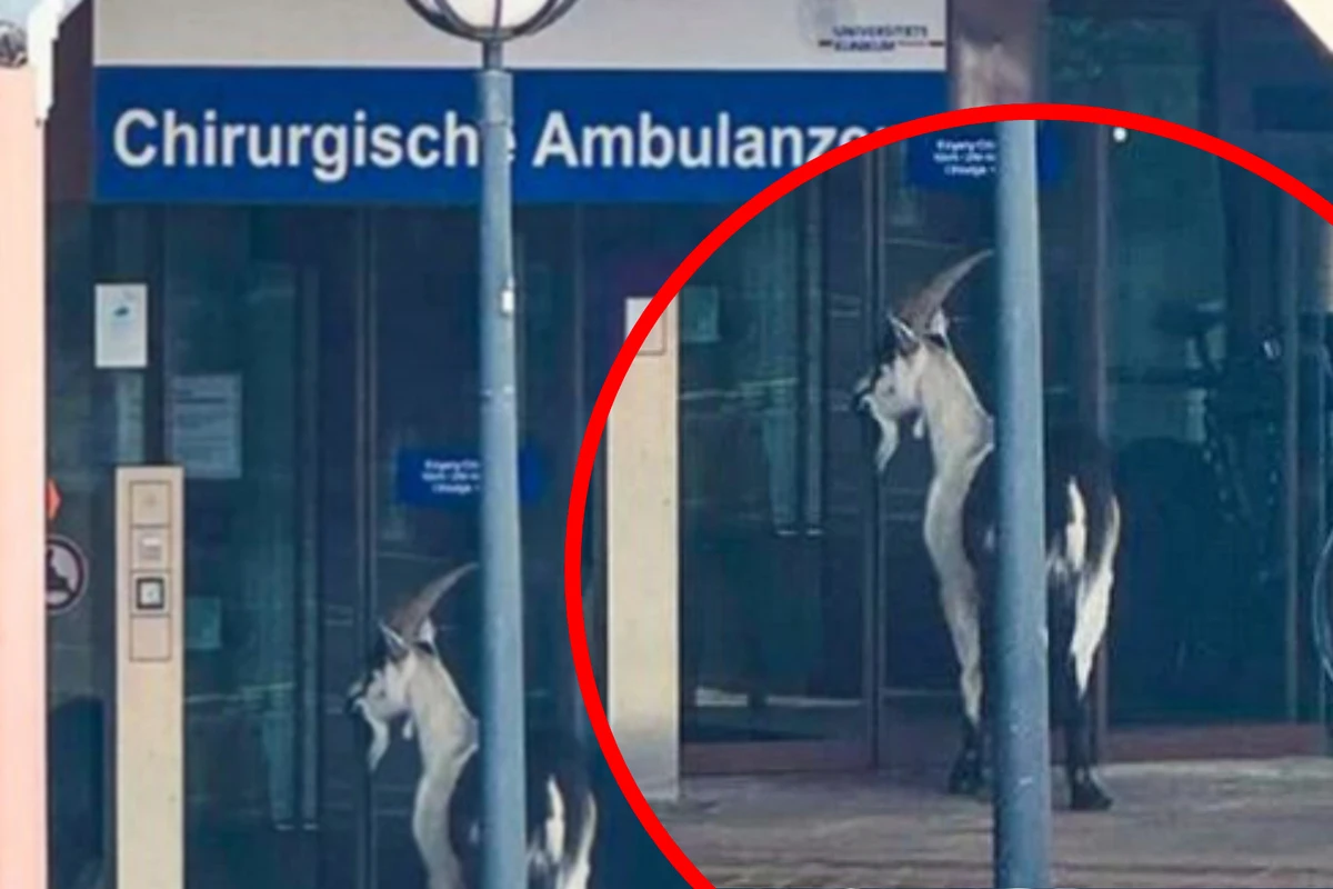 Großes Gemecker vor Uni-Klinik: Ziegenbock belagert Freiburger Chirurgie
