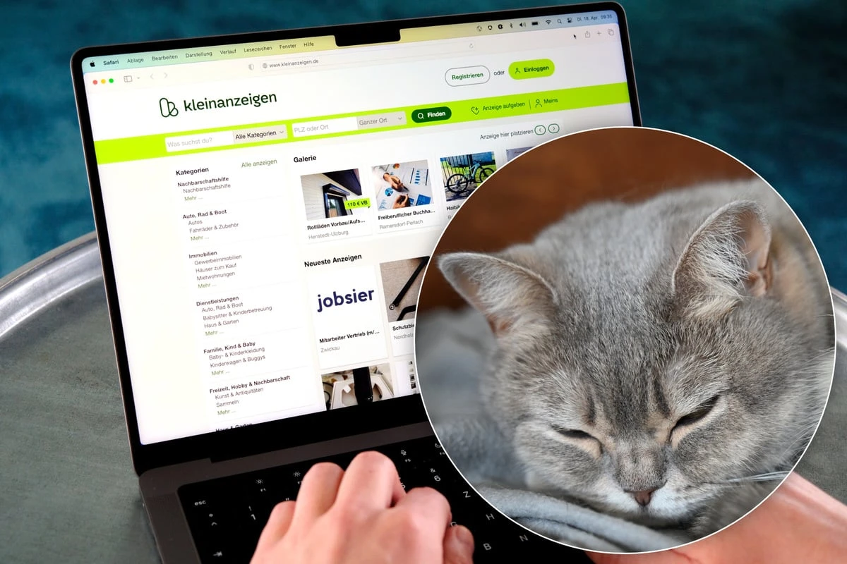 Katzen-Deal geht schief: Was dieses Pfötchen mitmachen musste, ist kaum zu glauben