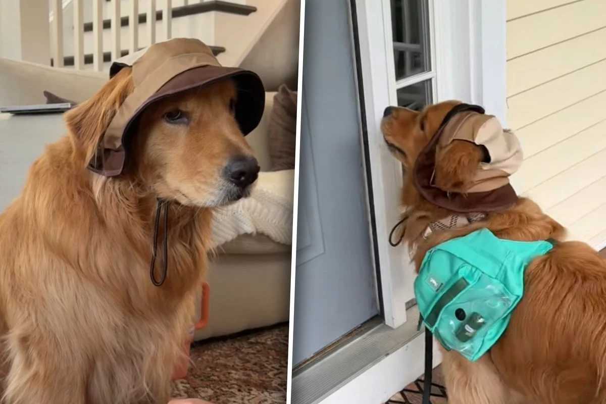Golden Retriever besucht Großeltern: Doch was dann passiert, amüsiert so viele
