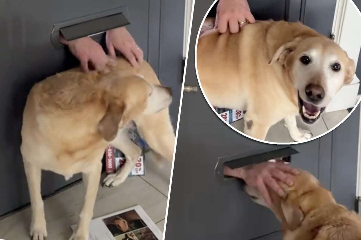 Postbote begrüßt Labrador jeden Morgen durch Briefschlitz - das Internet feiert es!