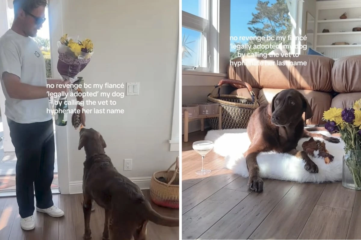 Mit dieser süßen Geste macht Verlobter den Labrador seiner Zukünftigen offiziell auch zu seinem Hund