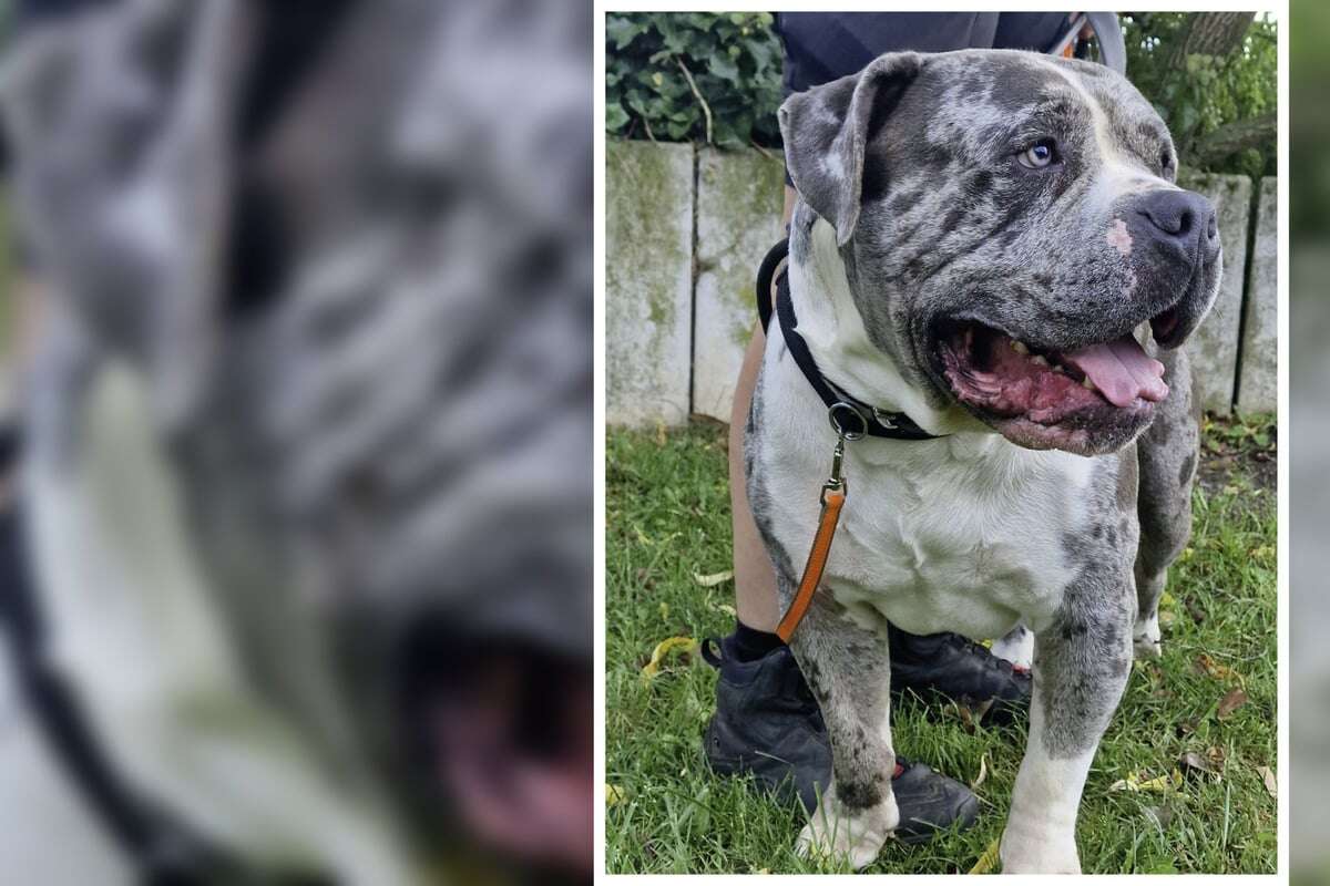 Freundlicher Koloss einfach ausgesetzt: Findet der American Bully jetzt sein Glück?