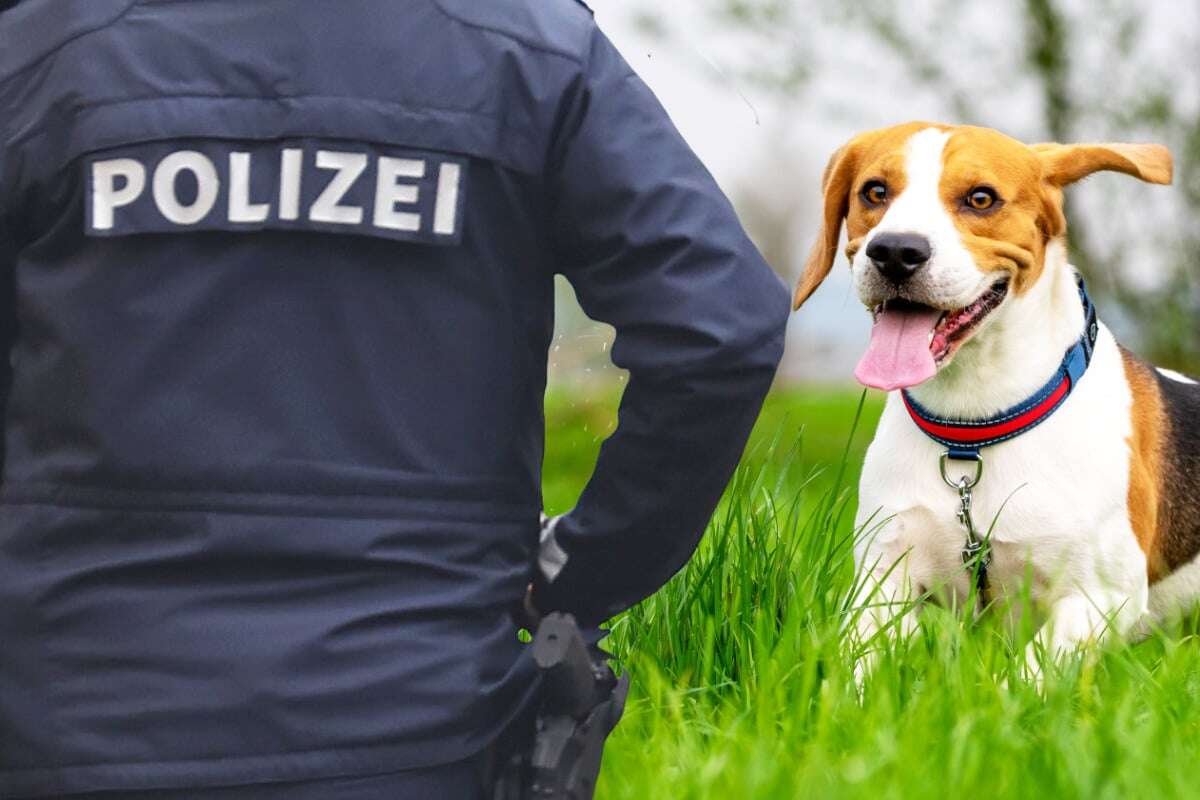 Sommerferien und Haustiere: Dringende Warnung der Polizei