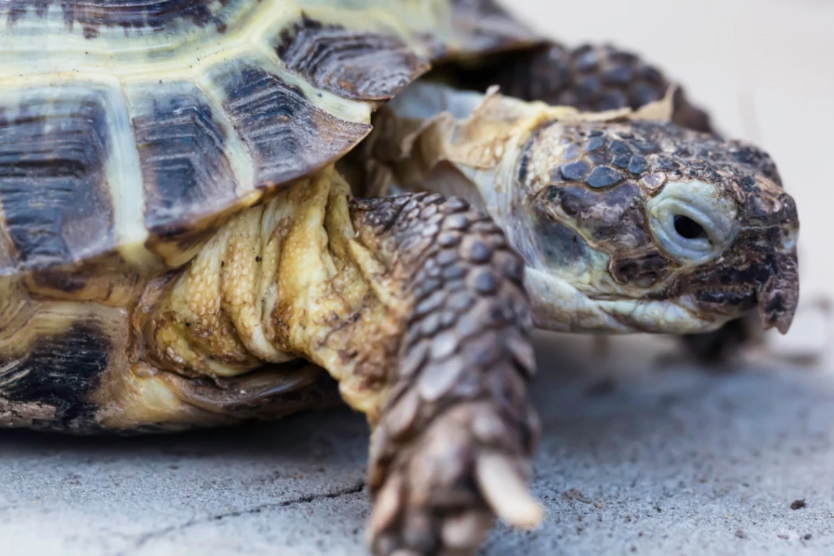 So häuten sich Schildkröten - Ein faszinierender Prozess, den man kaum bemerkt