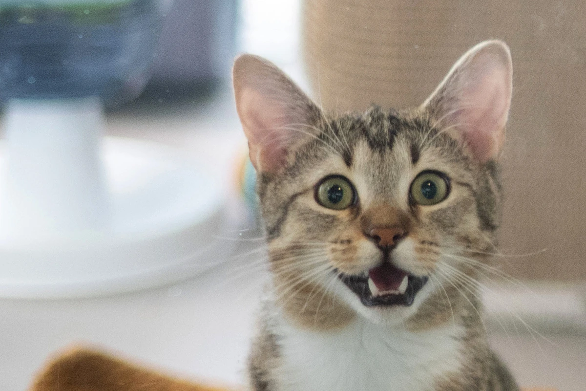 Katze im verschlossenen Rucksack ausgesetzt: 33-Jähriger verurteilt