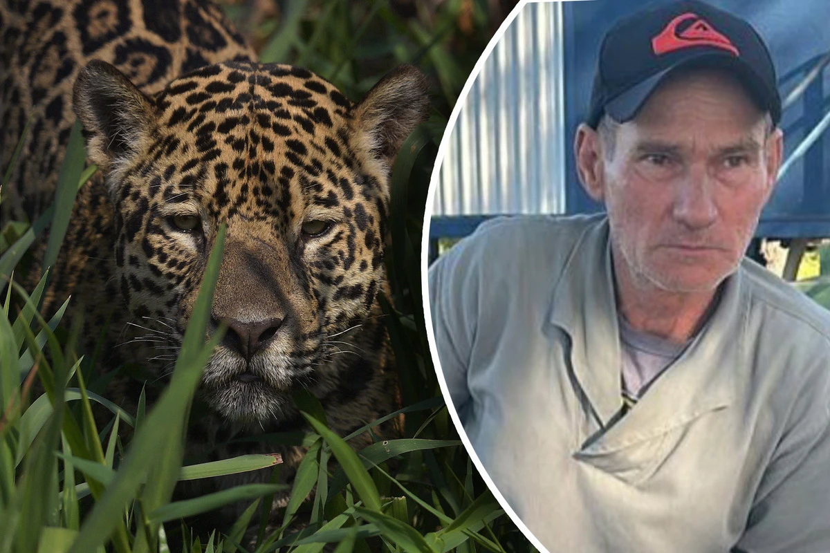 Grauenhafter Vorfall am Angler-Treff: Jaguar reißt Hausmeister in Stücke