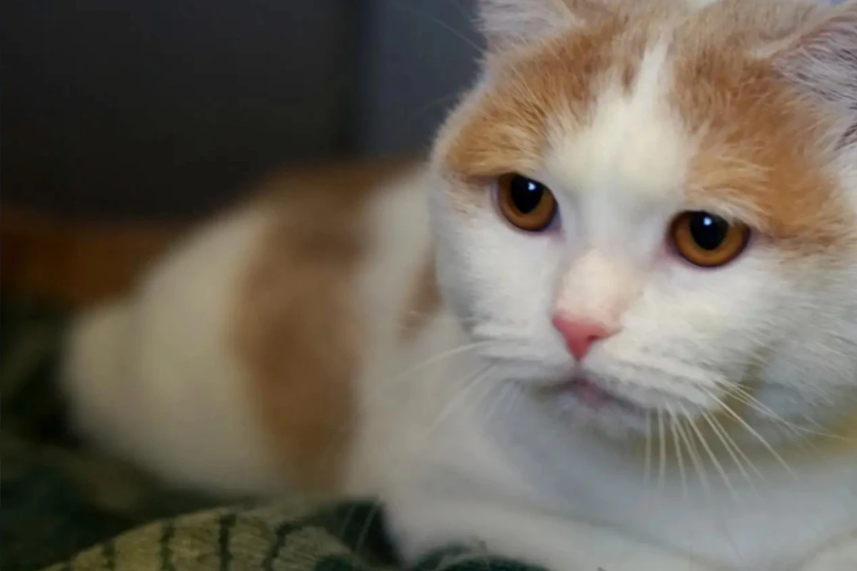 Trotz Krankheit total lebhaft: Verspielter Kater Fox sucht sein Happy End