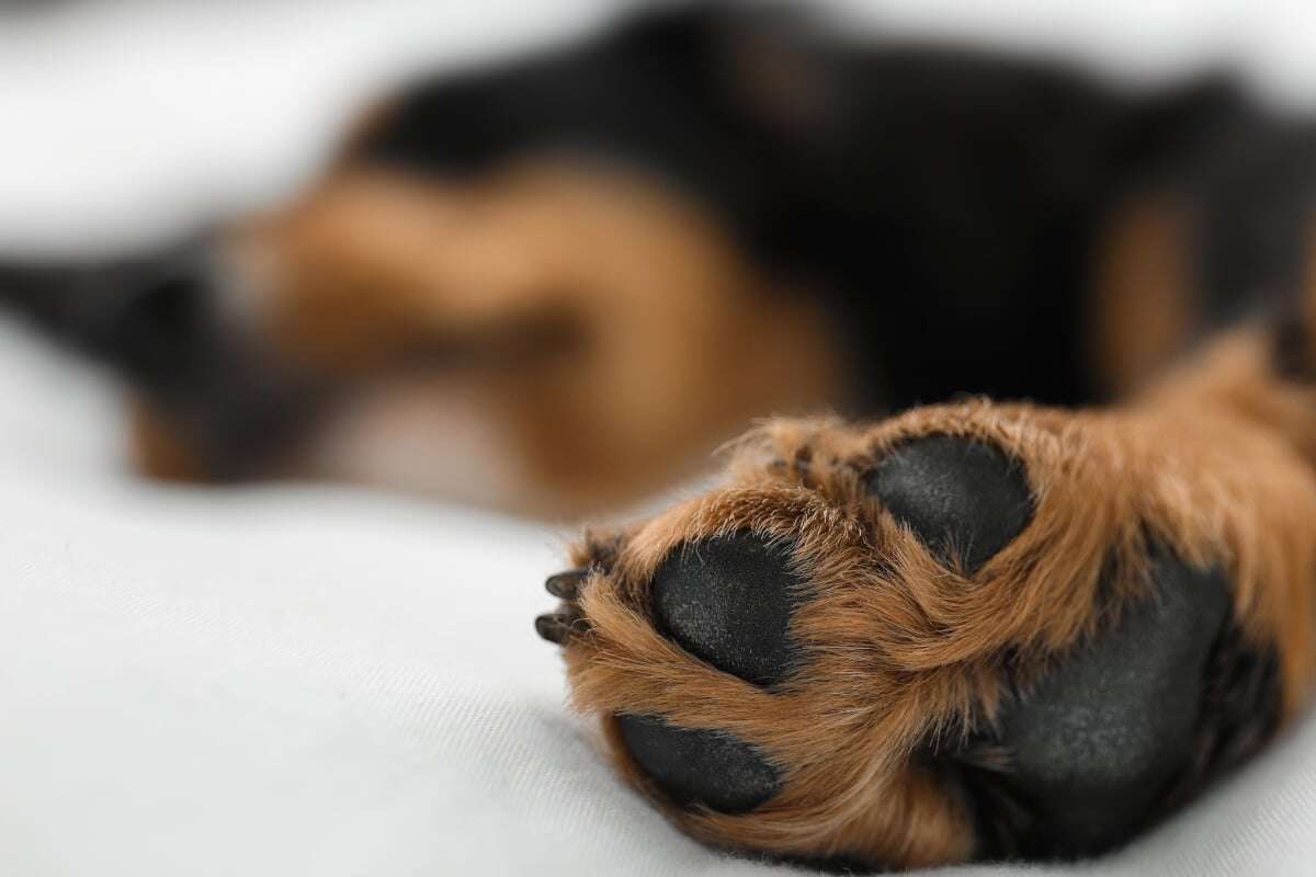 Hund mit Rattengift getötet: Ermittler stehen vor Rätsel