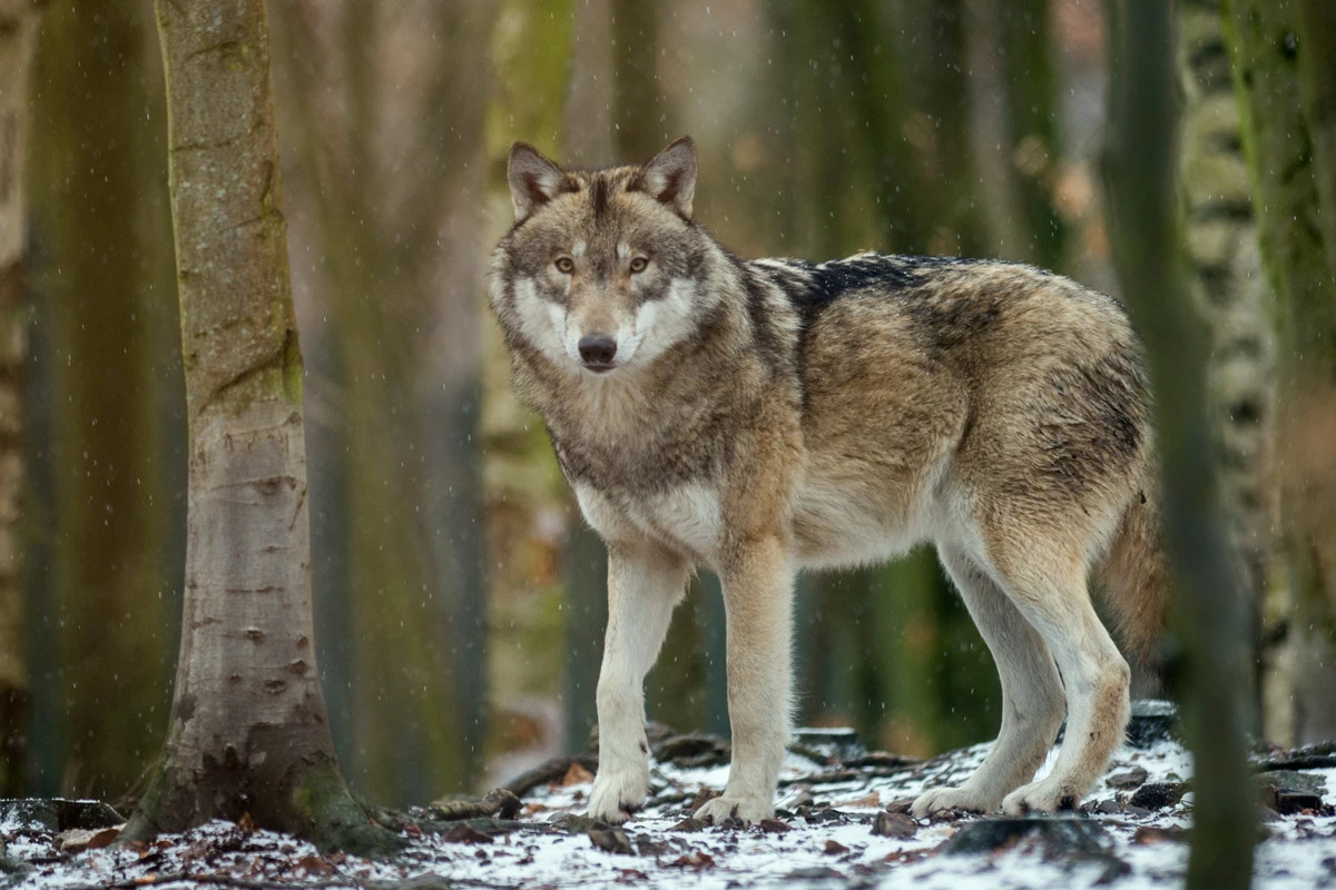 Schießbefehl war Schuss in den Ofen - Wölfe zu clever für die Jäger
