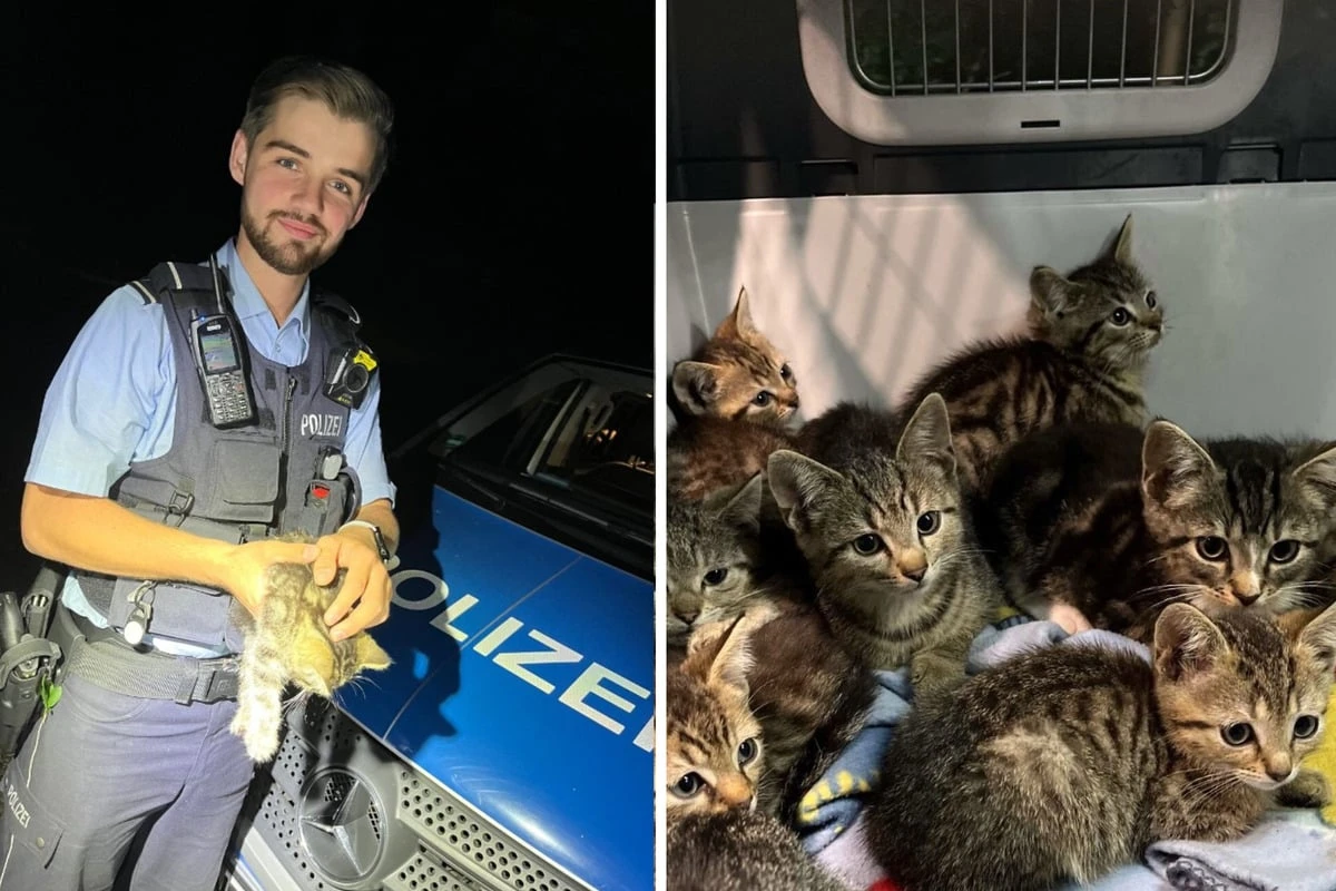 Spaziergängerin findet zehn ausgesetzte Katzenbabys: 