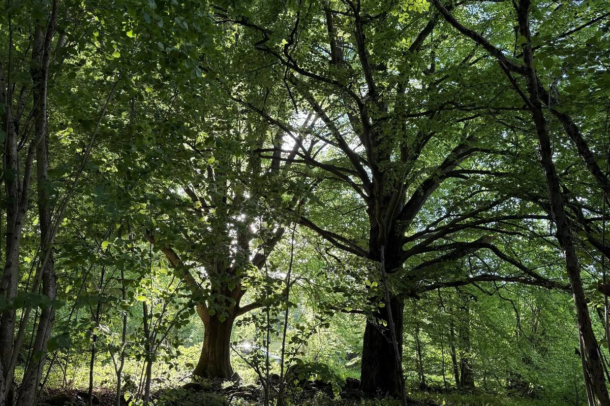 Du hast Deine Gartenabfälle bislang im Wald abgeladen? Dann solltest Du das jetzt wissen