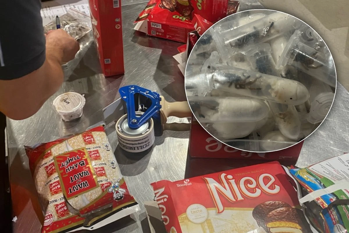 Kölner Zoll macht ekligen Fund: Tausende Vogelspinnen im Keks-Paket