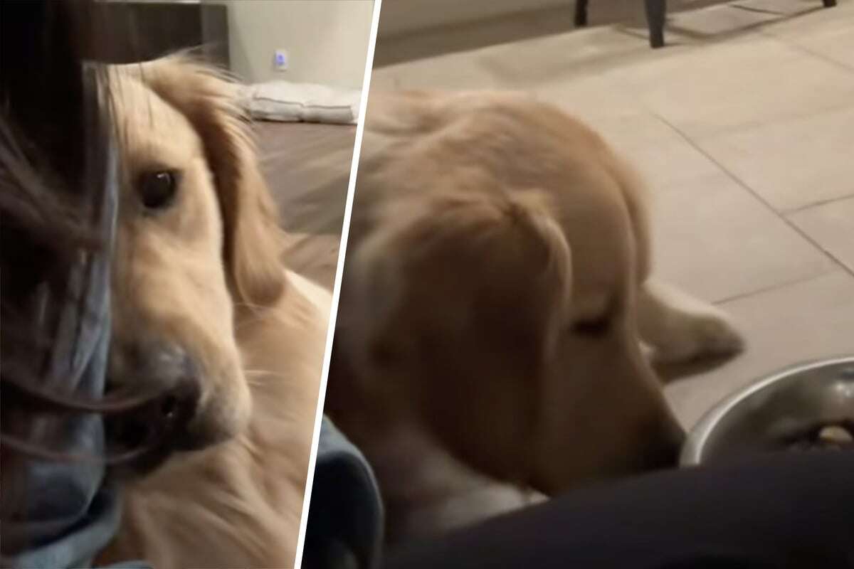 Nach Zeitumstellung: So witzig reagiert Golden Retriever auf sein Futter