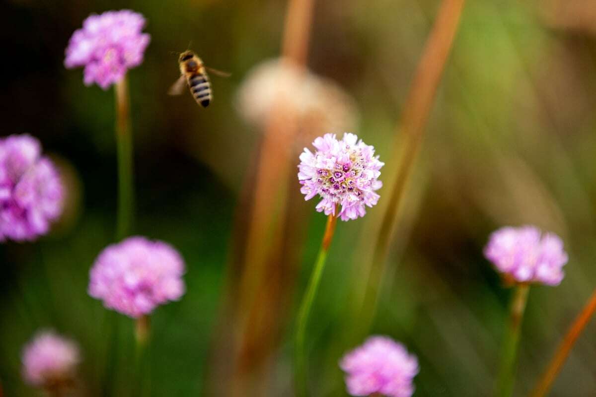 Leipzig in voller Blüte: Hier entstehen bald weitere Blühwiesen