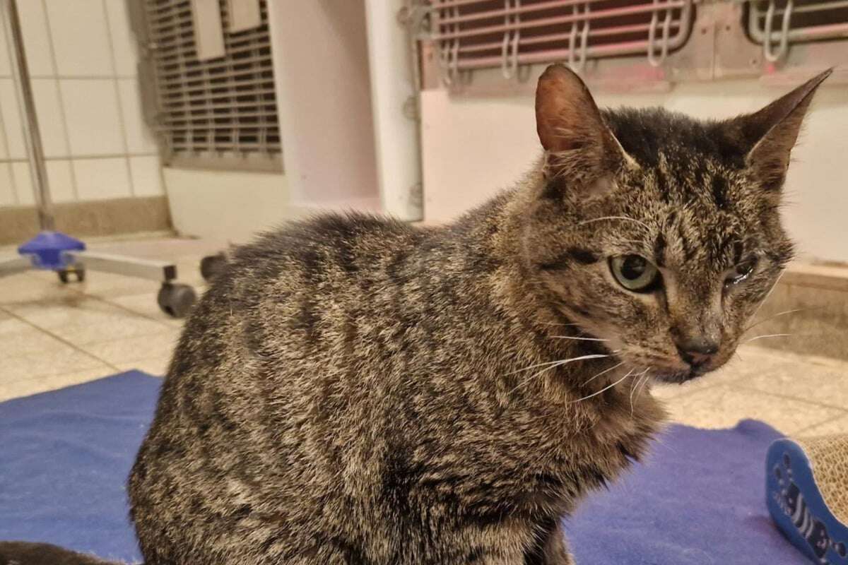 Sie ist sterbenskrank: Katze Maxi sucht ein letztes Zuhause