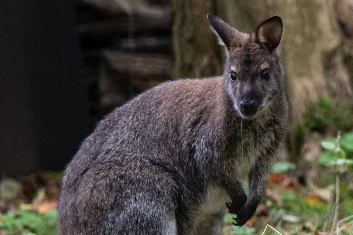 Kängurus halten Einzug im Tierpark und müssen sich nicht mehr vor Füchsen fürchten