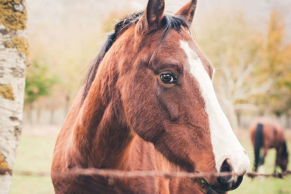 Ältestes Pferd der Welt: So unglaublich alt wurde Old Billy