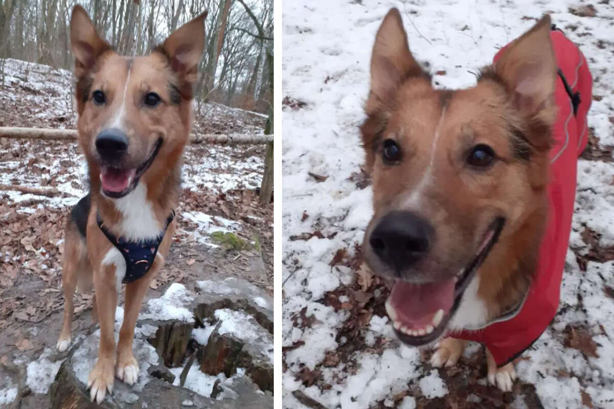 Süßer Mischling von Besitzer geschlagen: Pablo hat endlich Liebe verdient!