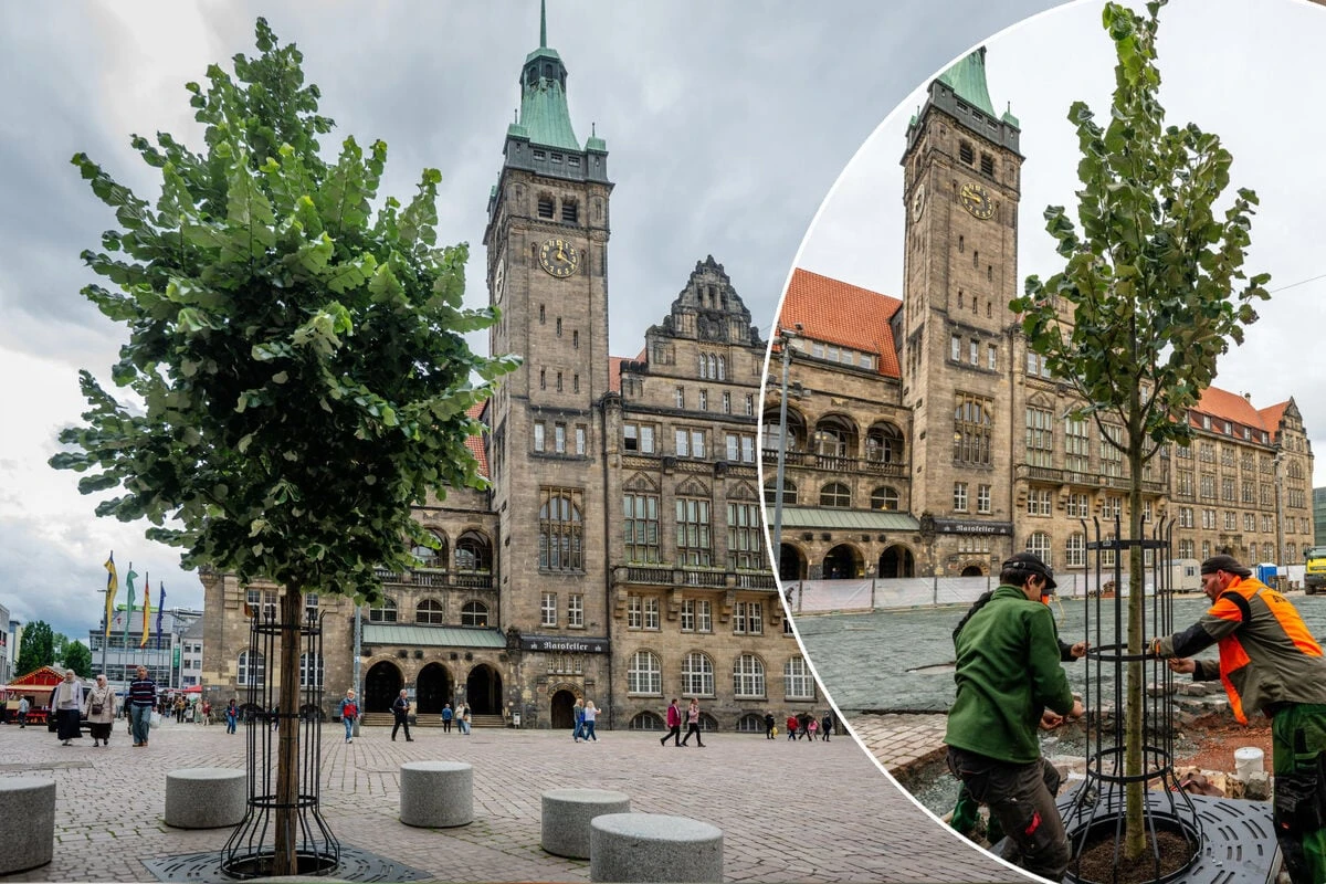 Nach Spott über Chemnitzer Marktbaum: Wie geht es der Silberlinde?