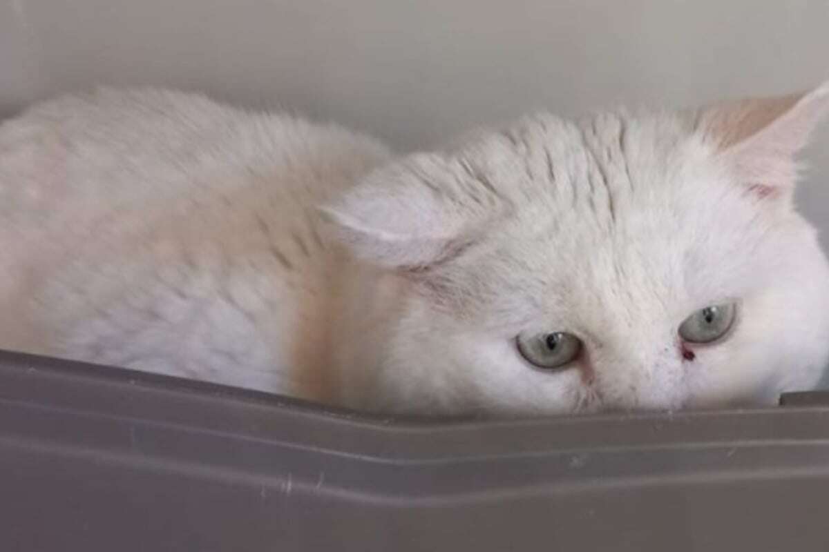 Kater landet samt dickem Schnupfen im Tierheim, dann finden Retter noch mehr heraus