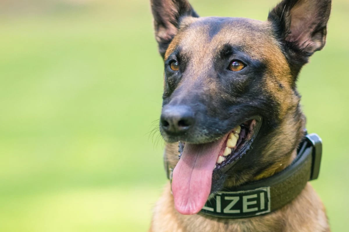 Polizeihund in Sachsen entlaufen: Wer ihn sieht, sollte den Notruf wählen