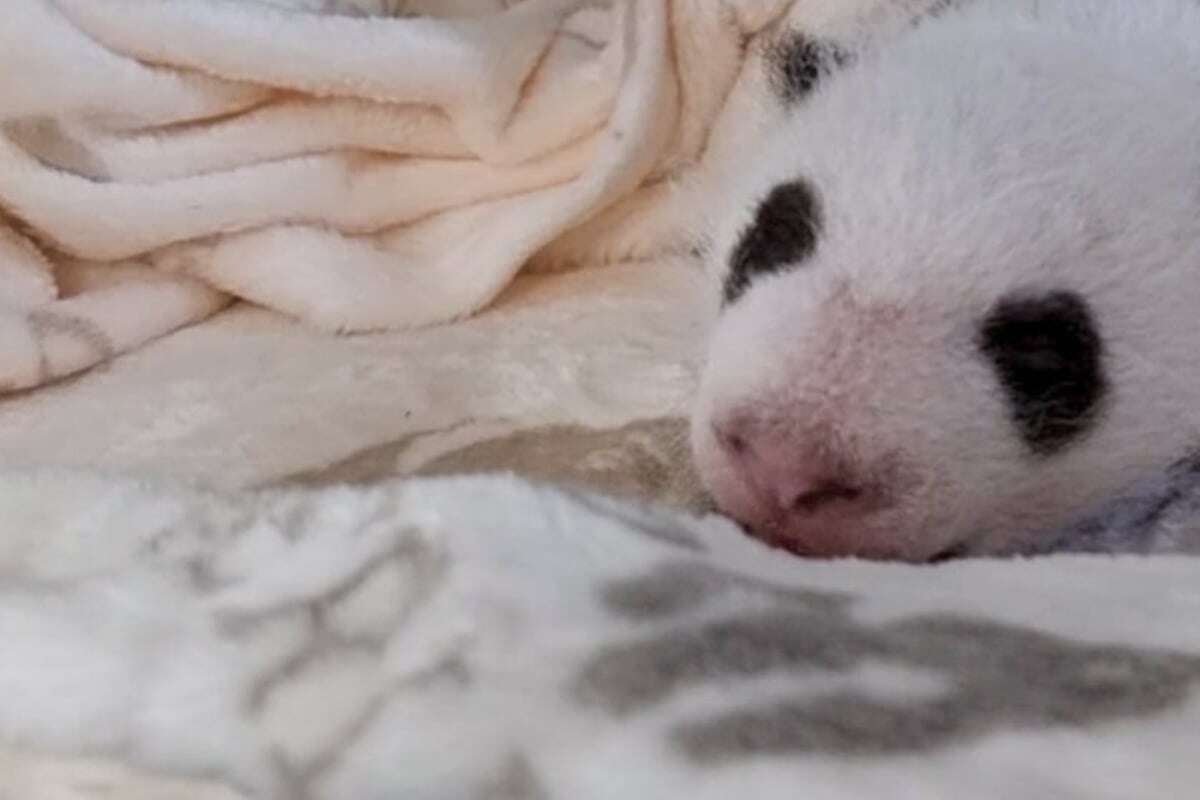 Panda-Zwillinge trinken weniger, aber genau das sorgt für süße Nebenbeschäftigung