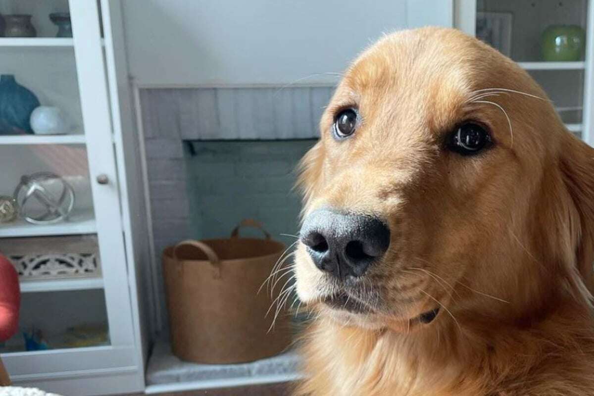 Golden Retriever bekommt schickes Hundebett: Doch sein Dank lässt Lachtränen fließen