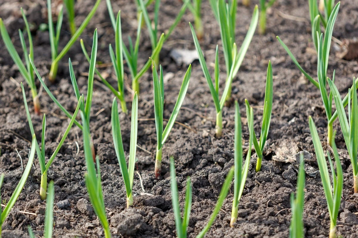 Knoblauch zum perfekten Zeitpunkt ernten: Ist er zu früh geerntet giftig?