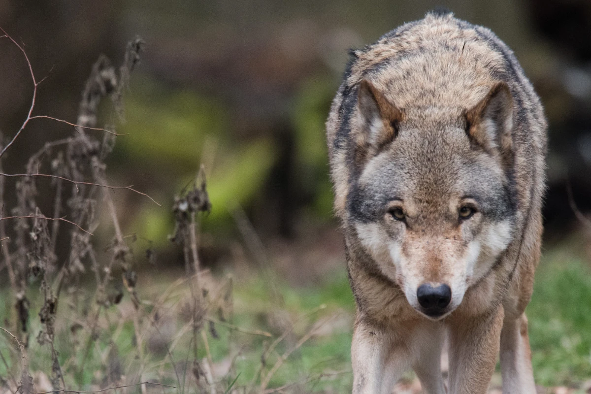 Wolf streift durch Innenstadt von Füssen